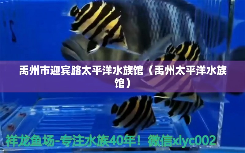 禹州市迎宾路太平洋水族馆（禹州太平洋水族馆） 全国观赏鱼市场 第2张