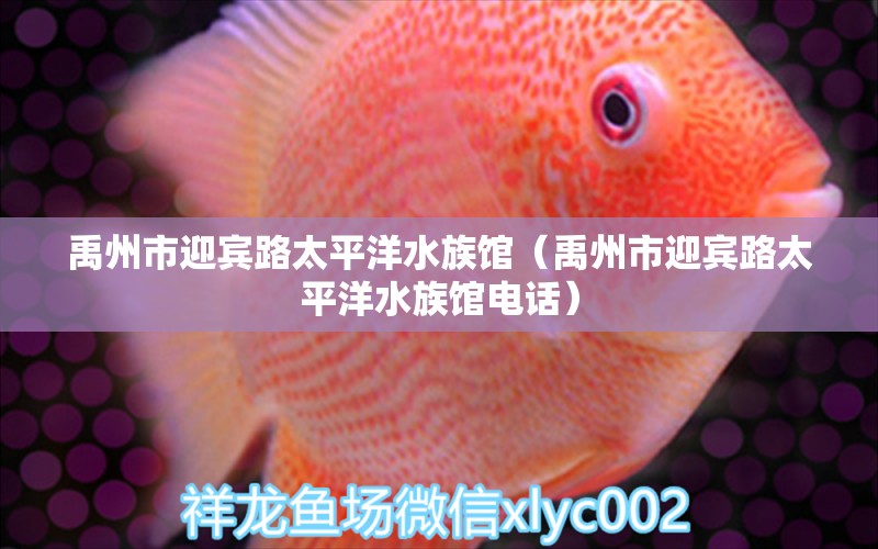 禹州市迎宾路太平洋水族馆（禹州市迎宾路太平洋水族馆电话）