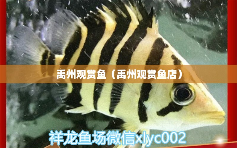 禹州观赏鱼（禹州观赏鱼店） 祥龙水族医院