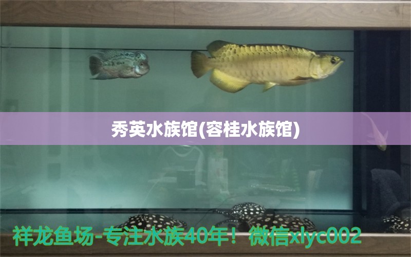 秀英水族馆(容桂水族馆) 印尼四纹虎 第1张