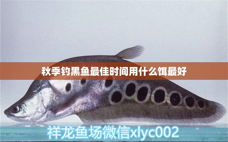 秋季钓黑鱼最佳时间用什么饵最好 祥龙水族滤材/器材 第2张