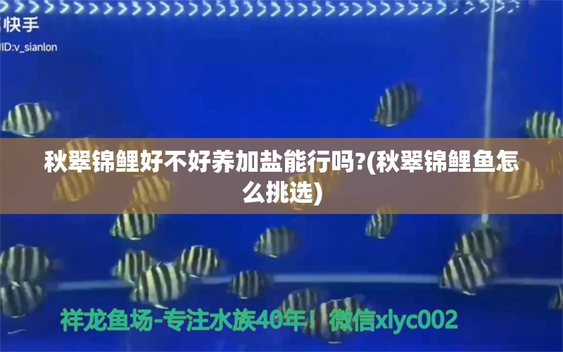 秋翠锦鲤好不好养加盐能行吗?(秋翠锦鲤鱼怎么挑选) 观赏鱼 第1张