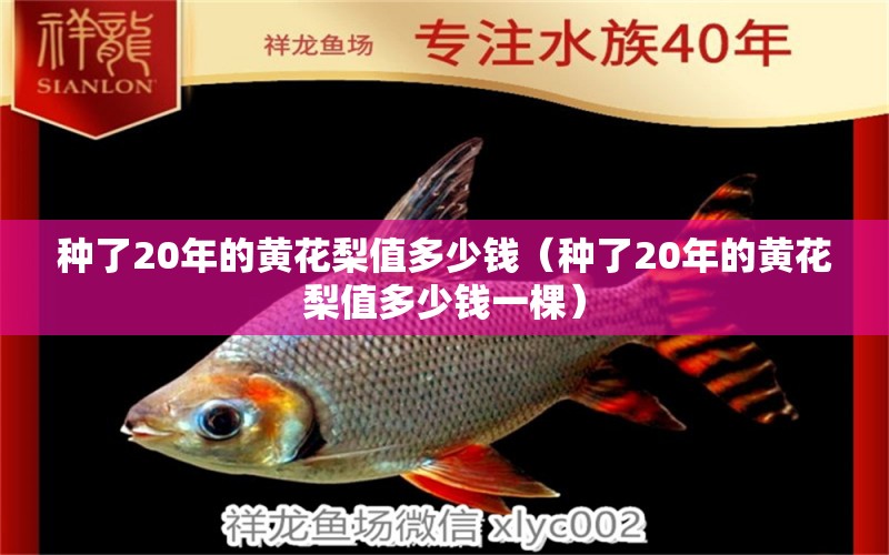 种了20年的黄花梨值多少钱（种了20年的黄花梨值多少钱一棵）