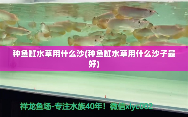 种鱼缸水草用什么沙(种鱼缸水草用什么沙子最好) 水草