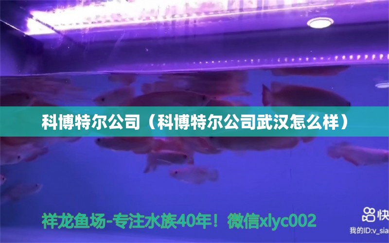 科博特尔公司（科博特尔公司武汉怎么样） 博特水族