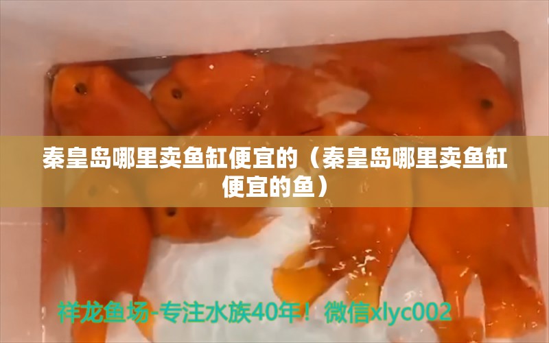 秦皇岛哪里卖鱼缸便宜的（秦皇岛哪里卖鱼缸便宜的鱼） 其他品牌鱼缸