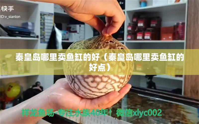 秦皇岛哪里卖鱼缸的好（秦皇岛哪里卖鱼缸的好点） 龙年龙鱼