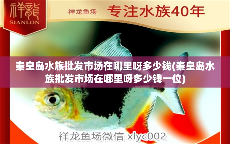 秦皇岛水族批发市场在哪里呀多少钱(秦皇岛水族批发市场在哪里呀多少钱一位)