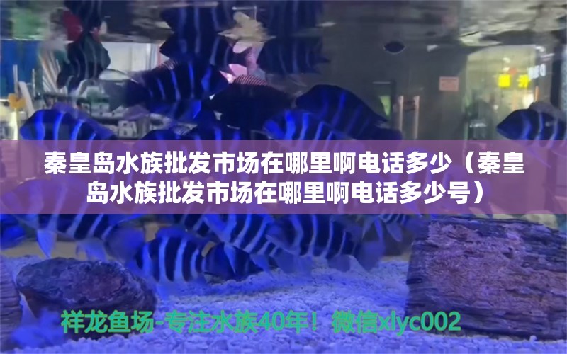 秦皇岛水族批发市场在哪里啊电话多少（秦皇岛水族批发市场在哪里啊电话多少号）