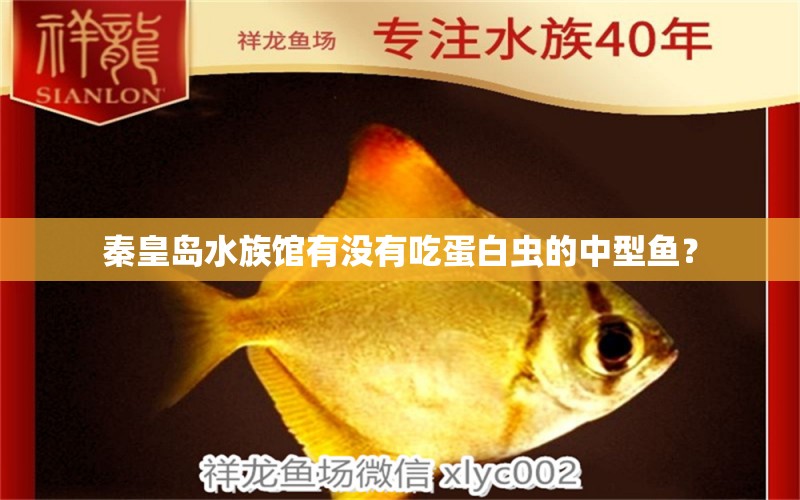 秦皇岛水族馆有没有吃蛋白虫的中型鱼？ 龙鱼专用灯 第3张