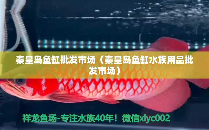 秦皇岛鱼缸批发市场（秦皇岛鱼缸水族用品批发市场） 全国观赏鱼市场 第1张