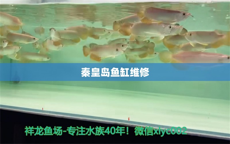 秦皇岛鱼缸维修 其他品牌鱼缸