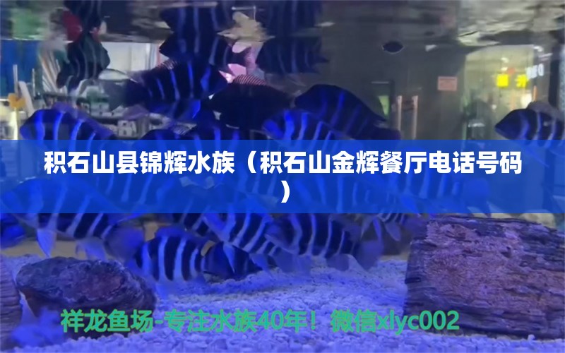 积石山县锦辉水族（积石山金辉餐厅电话号码） 全国水族馆企业名录