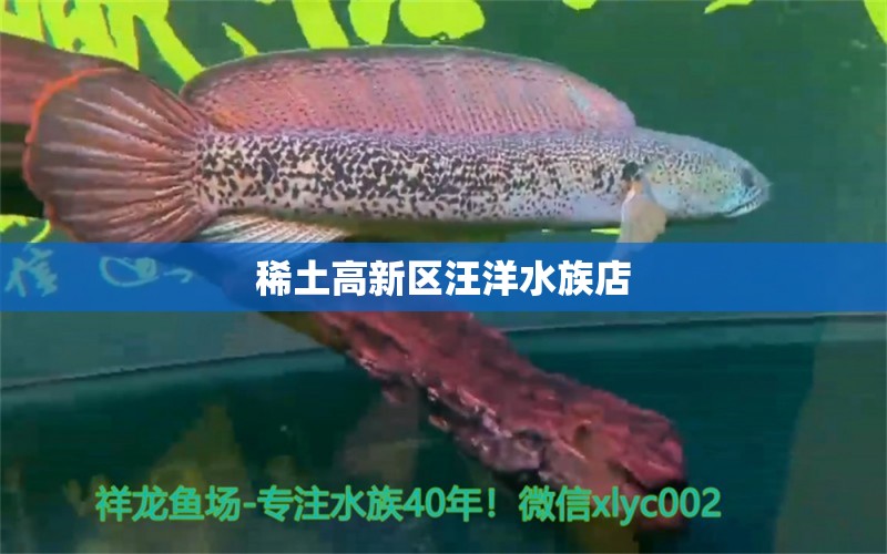 稀土高新区汪洋水族店