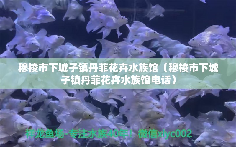 穆棱市下城子镇丹菲花卉水族馆（穆棱市下城子镇丹菲花卉水族馆电话）