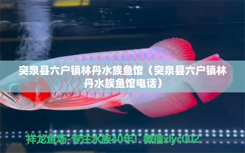 突泉县六户镇林丹水族鱼馆（突泉县六户镇林丹水族鱼馆电话）