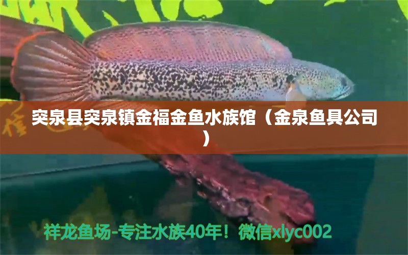 突泉县突泉镇金福金鱼水族馆（金泉鱼具公司） 全国水族馆企业名录