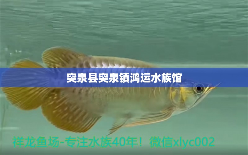 突泉县突泉镇鸿运水族馆