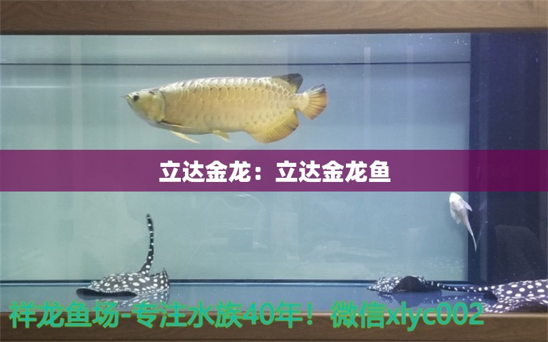 立达金龙：立达金龙鱼