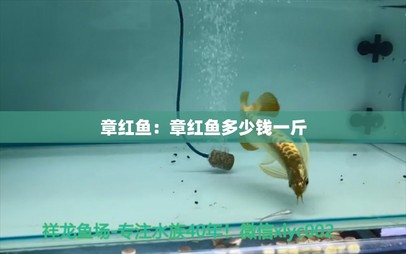 章红鱼：章红鱼多少钱一斤 广州水族器材滤材批发市场