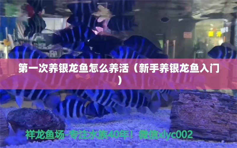 第一次养银龙鱼怎么养活（新手养银龙鱼入门）