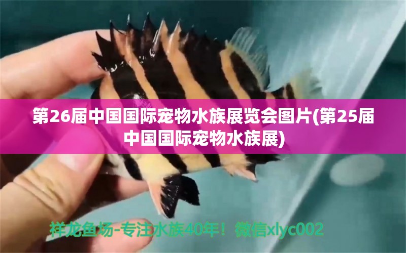 第26届中国国际宠物水族展览会图片(第25届中国国际宠物水族展) 水族展会 第1张