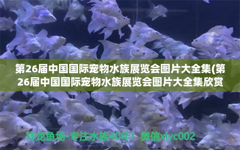 第26届中国国际宠物水族展览会图片大全集(第26届中国国际宠物水族展览会图片大全集欣赏)