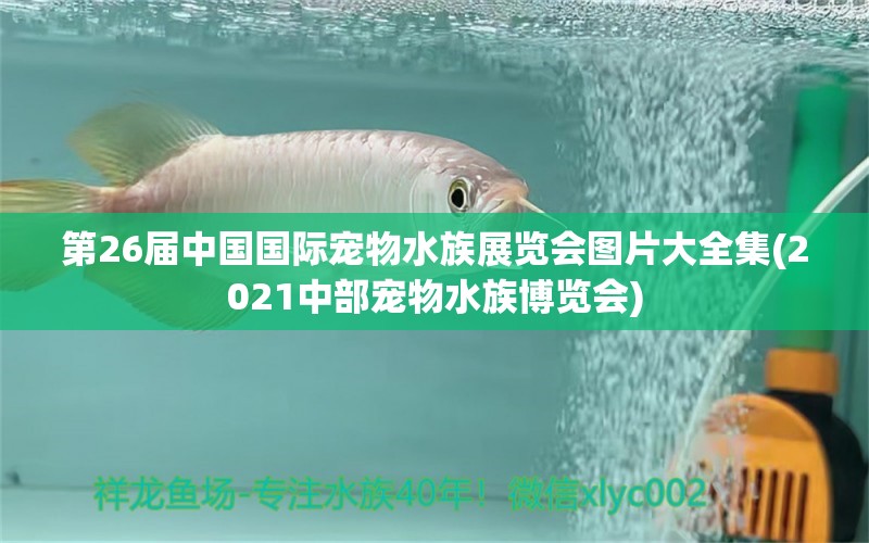 第26届中国国际宠物水族展览会图片大全集(2021中部宠物水族博览会)