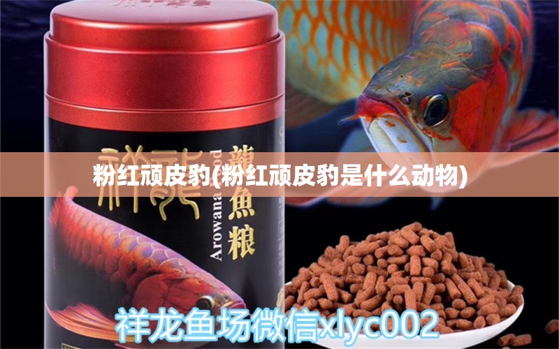 粉红顽皮豹(粉红顽皮豹是什么动物) 其它水族用具设备