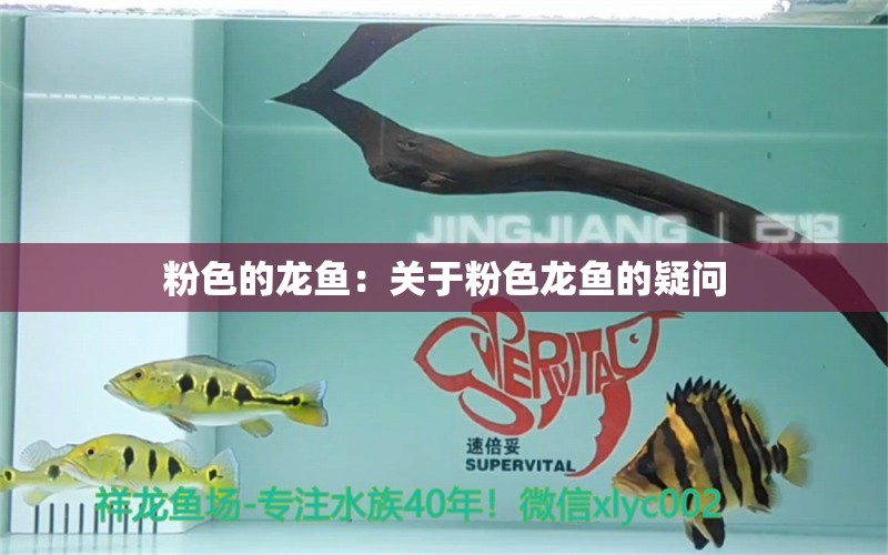 粉色的龙鱼：关于粉色龙鱼的疑问 水族问答 第1张