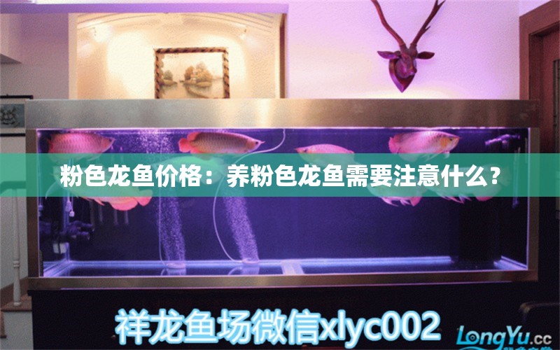 粉色龙鱼价格：养粉色龙鱼需要注意什么？ 水族问答 第2张