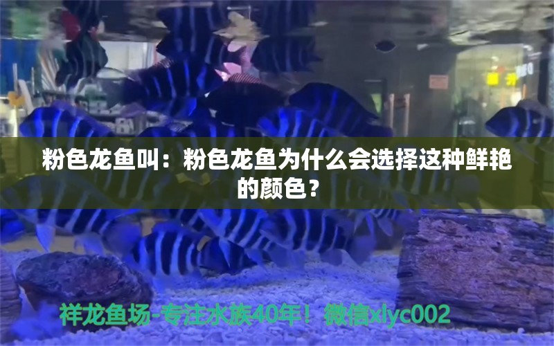 粉色龙鱼叫：粉色龙鱼为什么会选择这种鲜艳的颜色？ 水族问答 第2张