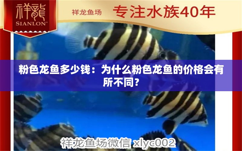 粉色龙鱼多少钱：为什么粉色龙鱼的价格会有所不同？ 水族问答 第2张