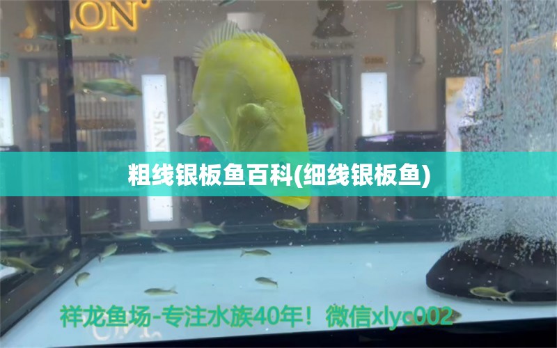 粗线银板鱼百科(细线银板鱼)