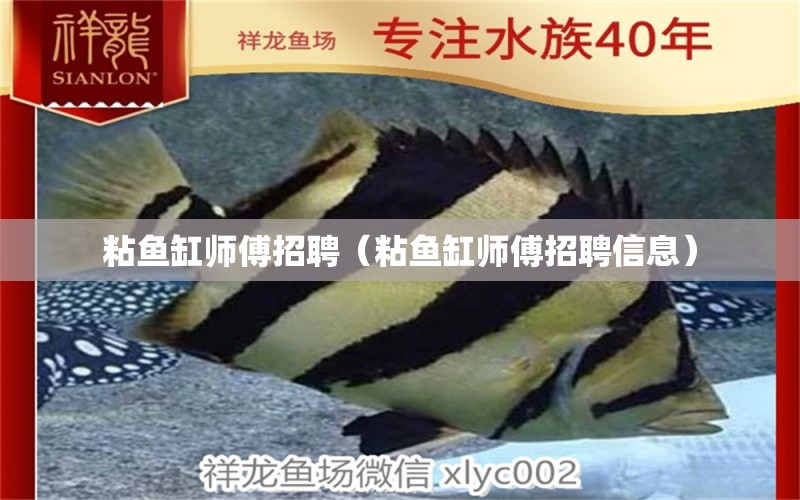 粘鱼缸师傅招聘（粘鱼缸师傅招聘信息）