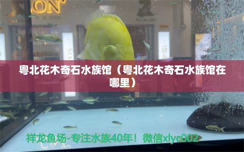 粤北花木奇石水族馆（粤北花木奇石水族馆在哪里） 全国水族馆企业名录