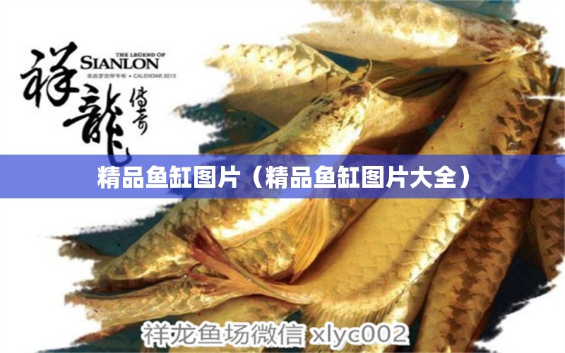 精品鱼缸图片（精品鱼缸图片大全） 祥龙水族医院