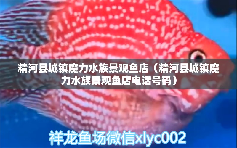 精河县城镇魔力水族景观鱼店（精河县城镇魔力水族景观鱼店电话号码）