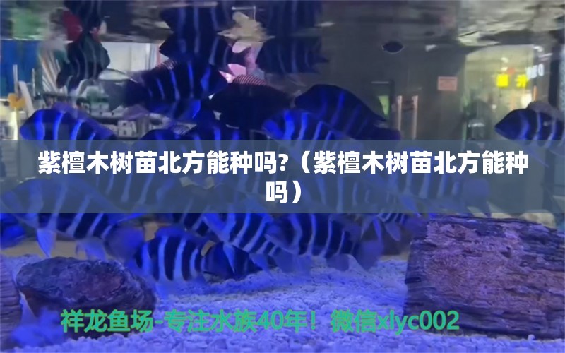 紫檀木树苗北方能种吗?（紫檀木树苗北方能种吗）