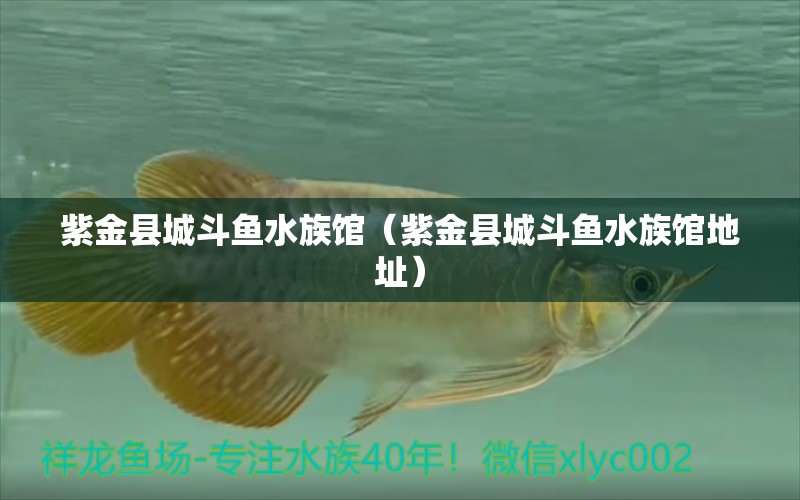 紫金县城斗鱼水族馆（紫金县城斗鱼水族馆地址）