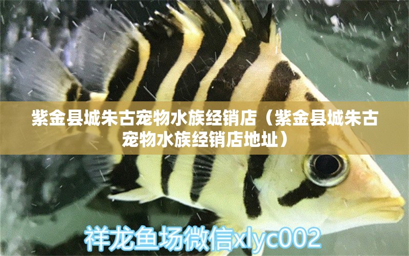 紫金县城朱古宠物水族经销店（紫金县城朱古宠物水族经销店地址） 全国水族馆企业名录