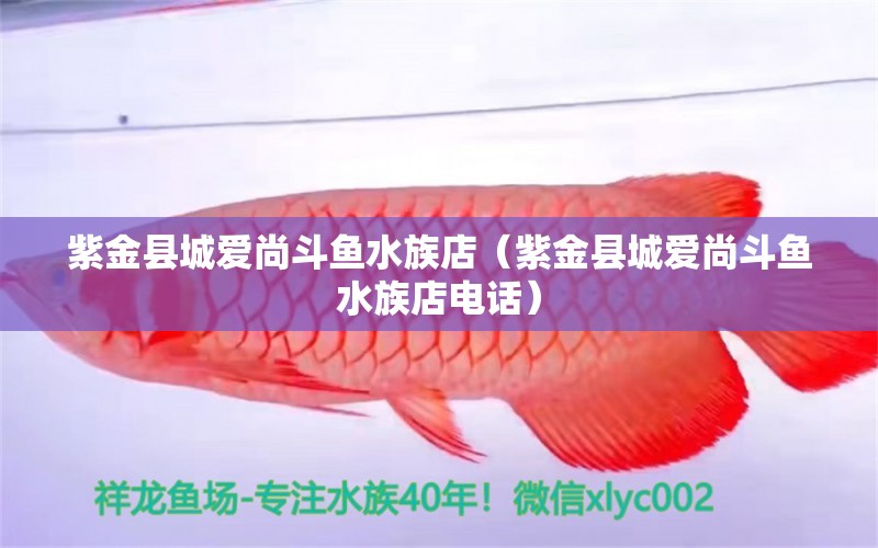 紫金县城爱尚斗鱼水族店（紫金县城爱尚斗鱼水族店电话）