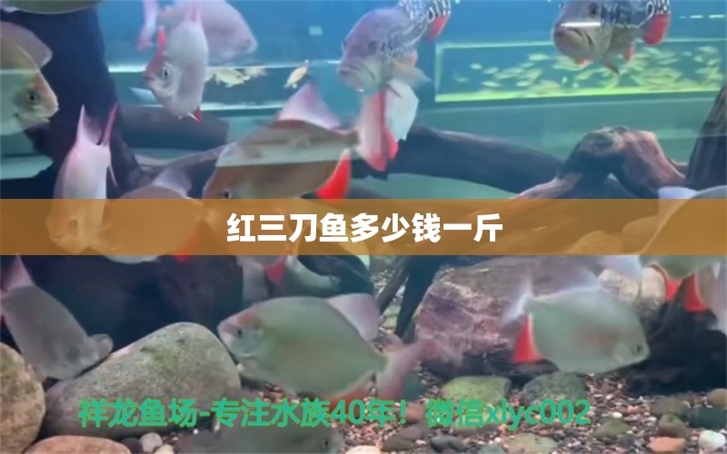 红三刀鱼多少钱一斤 祥龙水族医院