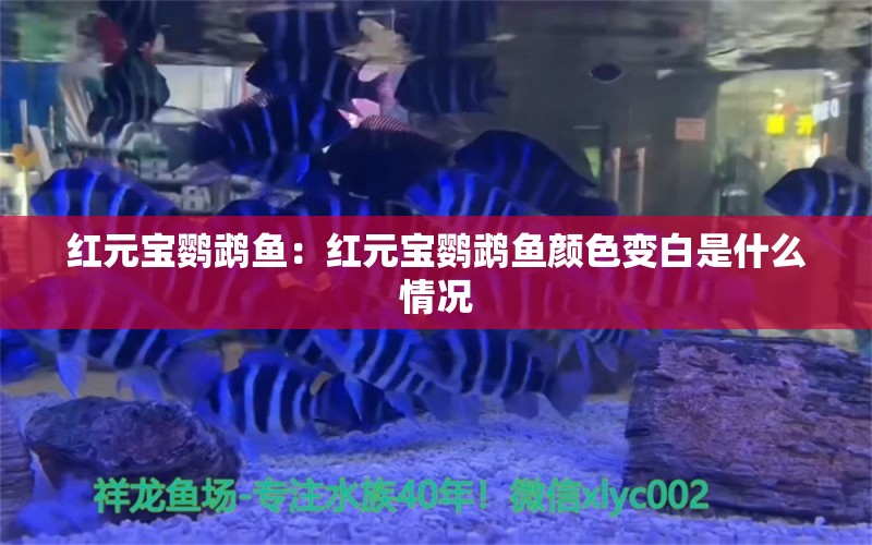 红元宝鹦鹉鱼：红元宝鹦鹉鱼颜色变白是什么情况 鹦鹉鱼