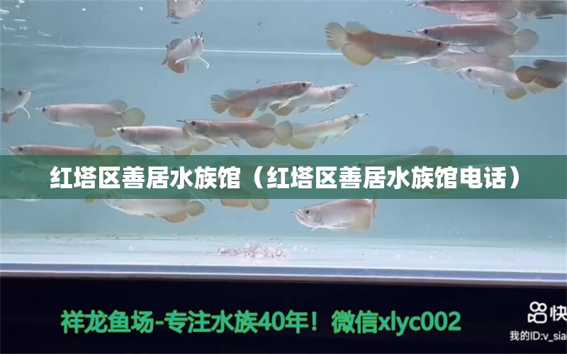 红塔区善居水族馆（红塔区善居水族馆电话）