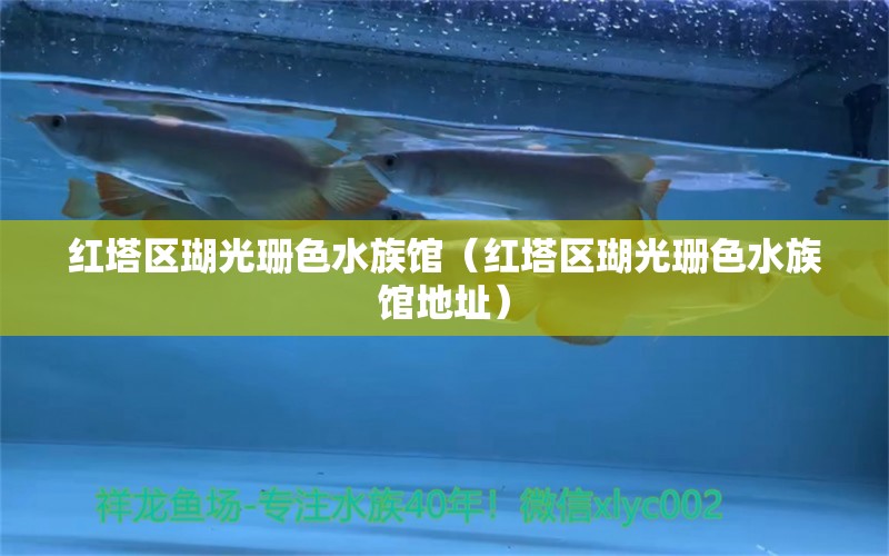 红塔区瑚光珊色水族馆（红塔区瑚光珊色水族馆地址）