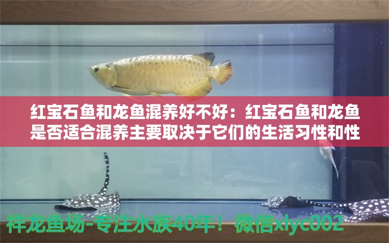 红宝石鱼和龙鱼混养好不好：红宝石鱼和龙鱼是否适合混养主要取决于它们的生活习性和性格特征 龙鱼百科 第2张