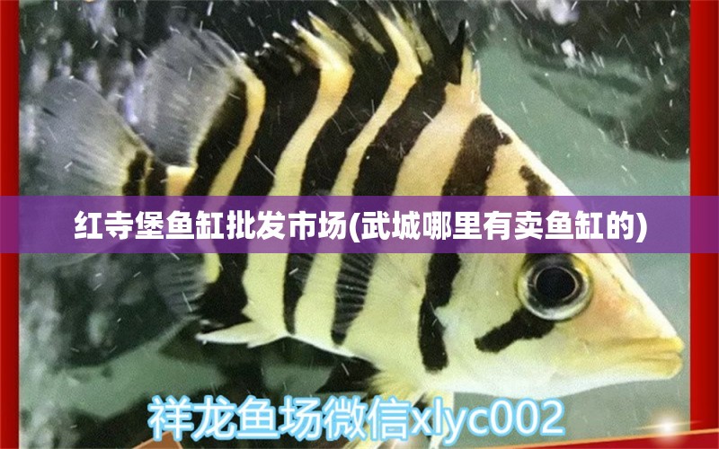 红寺堡鱼缸批发市场(武城哪里有卖鱼缸的) 祥龙水族滤材/器材 第2张