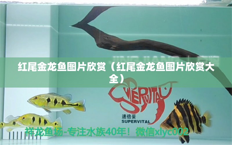 红尾金龙鱼图片欣赏（红尾金龙鱼图片欣赏大全） 祥龙水族医院