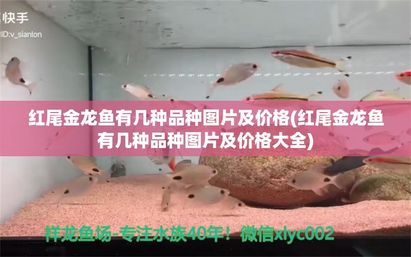 红尾金龙鱼有几种品种图片及价格(红尾金龙鱼有几种品种图片及价格大全)